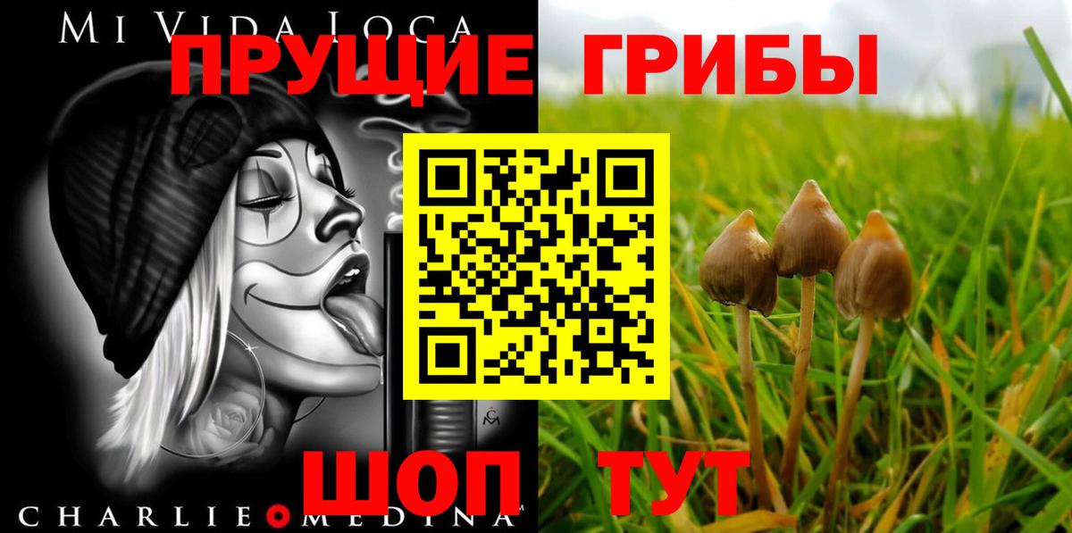 Осинники  Галлюциногенные грибы Psilocybe  Вход с VPN  купить  сайты  Псилоцибиновые грибы мицелий 